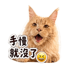 札札寶寶
