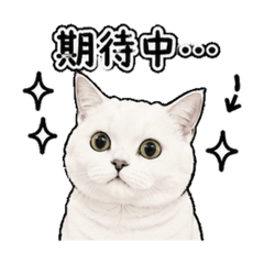 Melon the cat ep1