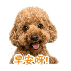 阿魯哥