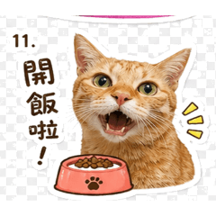 蔡橘子生活版2