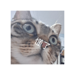 樂樂應該這樣想