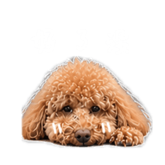 阿ㄅㄨㄧ（1）