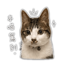 傲嬌的龍龍