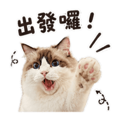 布偶球球小日常