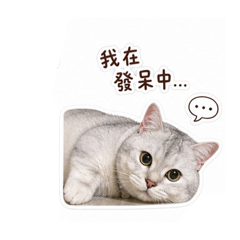 雪寶妹呆萌貓生