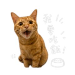 煉乳(៸៸᳐꜆.  ̫.꜀៸៸᳐ )੭
