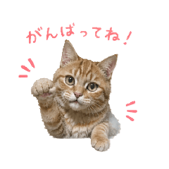 The Cheering Orange Tabby