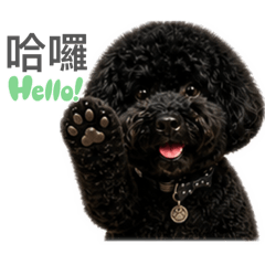 黑貴賓寶貝黃小弟日常篇