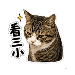 BoBo可愛日常2