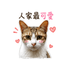 可愛喵小狸花1