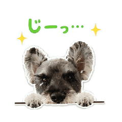LUCAstamp2