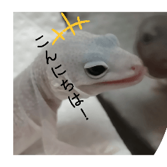 tokageno sutanpu