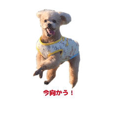 ri._.sh_20260514144202