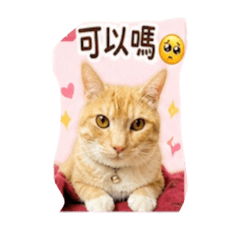 六月-可愛撒嬌款