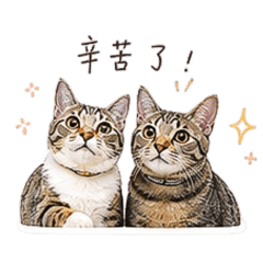 橘柚貓貓2
