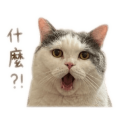 糯米飯糰-自己的罐頭自己賺!