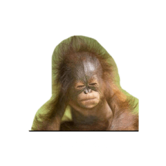 Aikurushiiorauutan
