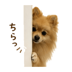 goyumaru_20260514163843