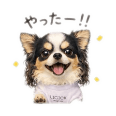 SORA_20260514164117