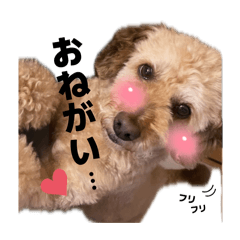 Roll_20260514163912