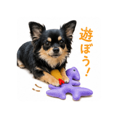 Luke the Chihuahua_20260514195109