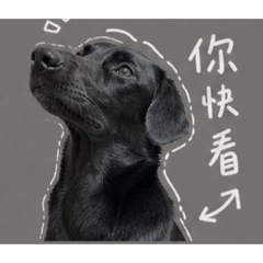我家黑狗小西瓜