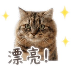 皮寶的日常用語