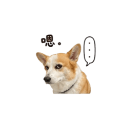 我是三毛 三毛是我