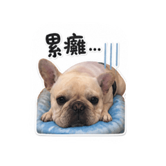 ㄚ鬥日常用語