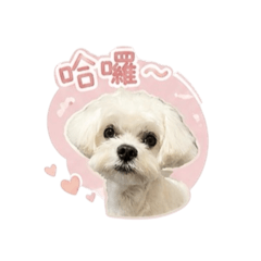 元寶搞怪日常