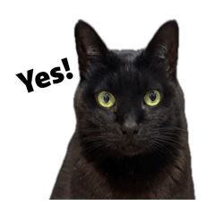 Round and Chubby Black Cat