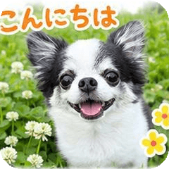 Cute black and white Chihuahua, Bull