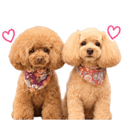 Toy Poodle Mame & Azuki Daily Greetings