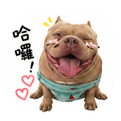可愛的帥帥貼圖