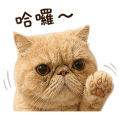 查理日常用語