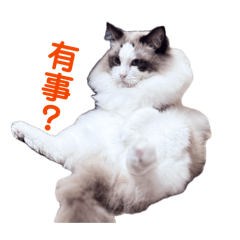 發財的日常回覆