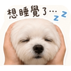 波妞海豹頭篇