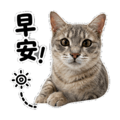 美金Cat