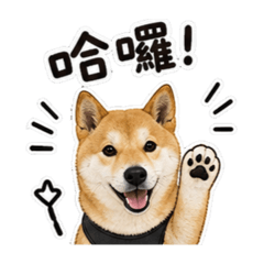 可愛柴犬錢錢的日常用語