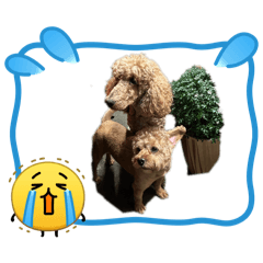 大小貴貴