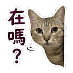 圓圓問候篇