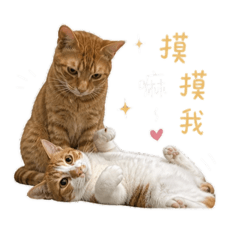 小橘&油油