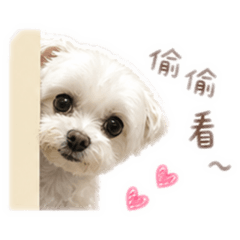 小鼻乖