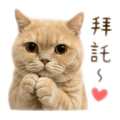 冬阿瓜瓜瓜