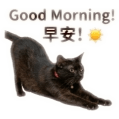 黑貓生活日常