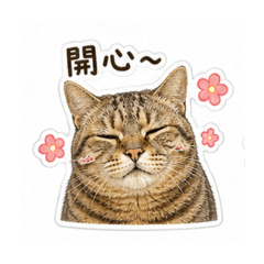 貓～日常用語