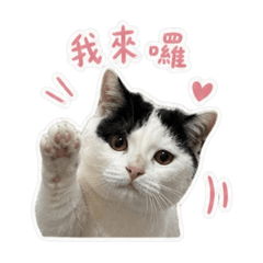 黃家毛孩不想面對