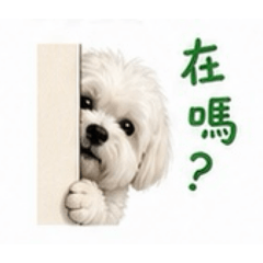 馬爾濟斯寶寶（POPO)的日常
