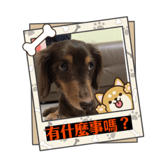 泡芙恰扣口