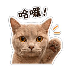 拿T喵喵